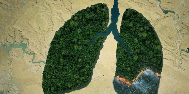 biodiversity loss and deforestation image of a forrest in the shaope of human lungs
