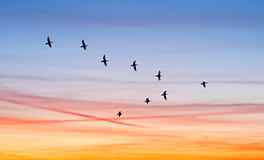 Corporate governance advisory services image of a flock of geese