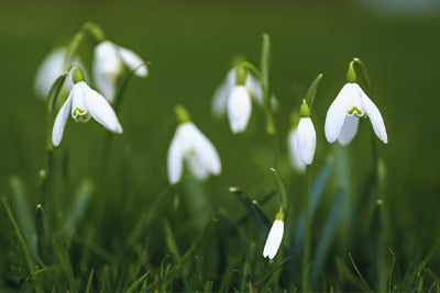 Credit Union newsletter image of snowdrops in a field