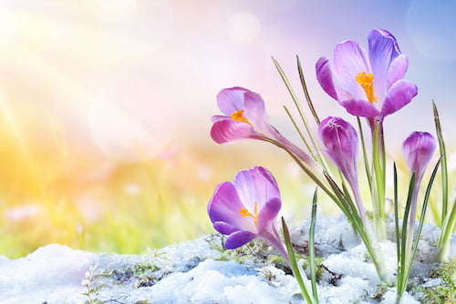 Credit Unions February Newsletter image of flowers in snow