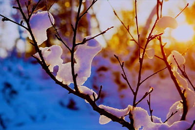 Credit Union Consultancy Services image of snow on a tree branch