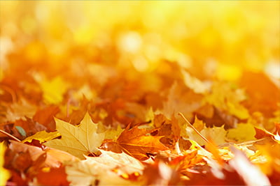 Credit Union Consultancy Services Newsletter September image of golden leaves