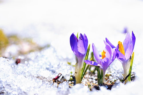Credit Union Newsletter image of a flowers in Winter