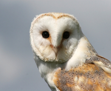Photo of an owl.