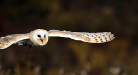 Photo of owl Thumbnail