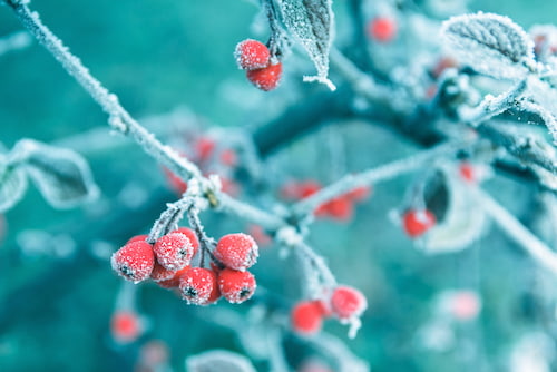 December newsletter image of frosty berrys