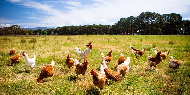 Group of brown and white free range hens in a green open field